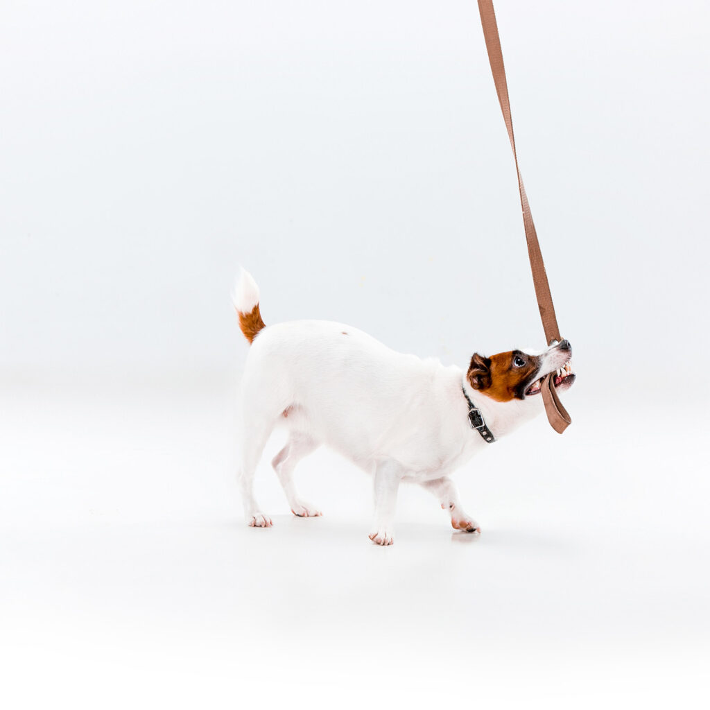 Pet Custody YLaw