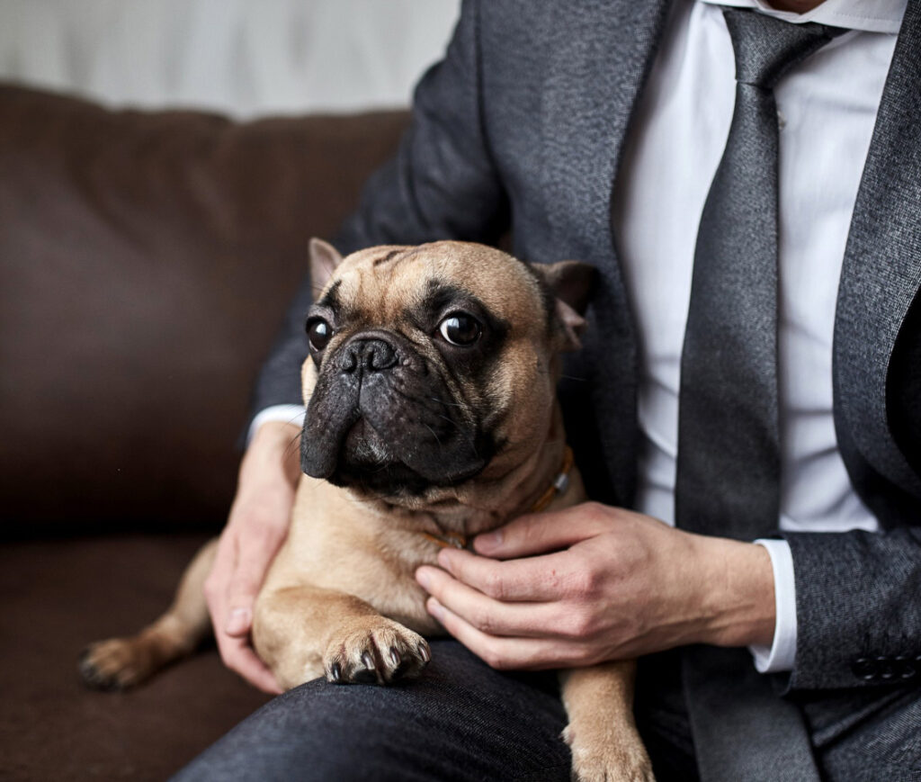 Proven Expertise in Pet Custody Law